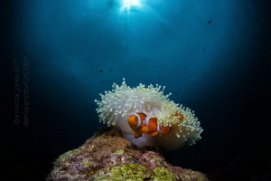 Amphiprion ocellaris - "Clownfish with Anemone Homes" by Wayne Jones 